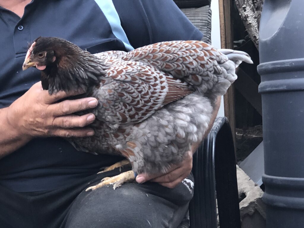 A person holding a blue laced red Wyandotte hen.