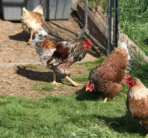 A flock of Blue Laced Red Wyandotte chickens foraging near a fence.