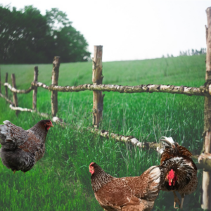 Blue Laced Red Wyandotte chickens by a rustic wooden fence in a green pasture