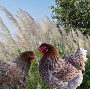Two blue laced red Wyandotte chickens in profile against a backdrop of tall pampas grass and greenery.