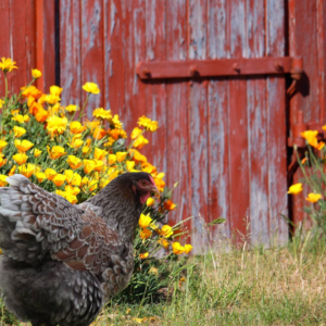 A pair of Blue Laced Red Wyandotte chickens in front of an old barn."