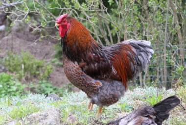 A vibrant rooster with a rich red comb and lustrous, multicolored feathers stands alert in a garden.