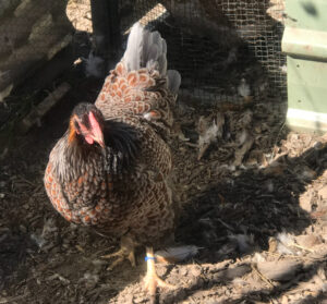 A Blue Laced Red Wyandotte chicken looking over its shoulder in a coop