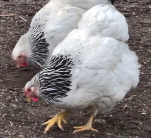 Two Colombian Wyandotte chickens, with white bodies and black-laced neck feathers, forage on the ground.