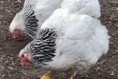 Two Colombian Wyandotte chickens, with white bodies and black-laced neck feathers, forage on the ground.