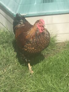A Golden Laced Wyandotte rooster standing proudly in the sunlight on a grassy lawn.
