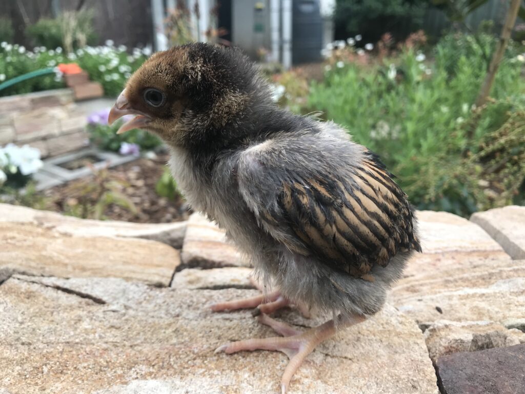 A Gold Laced Wyandotte chick perches on a stone wall with a garden in the background.