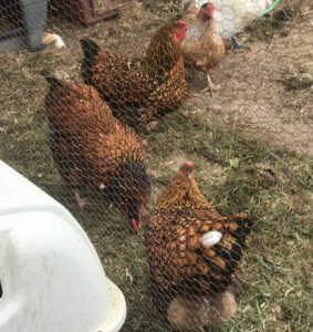 Gold Laced Wyandotte chickens seen through chicken wire, foraging in a pen.