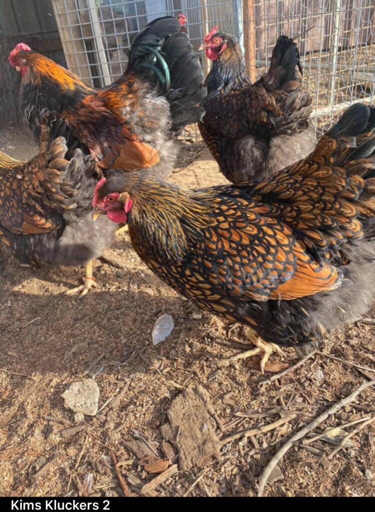 A flock of Gold Laced Wyandotte chickens with vibrant plumage gathered in a coop.