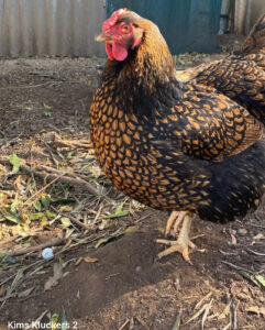 A Gold Laced Wyandotte hen with a striking feather pattern stands alert in a coop.