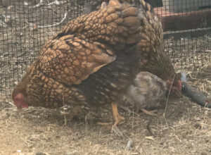 A photograph of gold laced Wyandotte hens foraging on the ground.