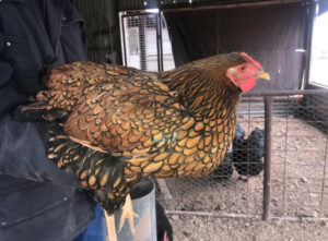 A person holding a gold laced Wyandotte hen.