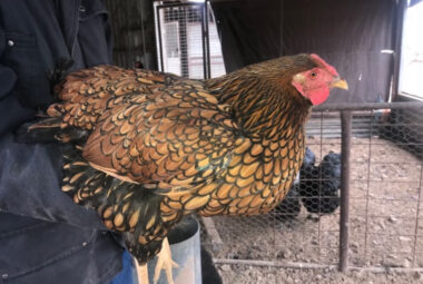 A person holding a gold laced Wyandotte chicken.