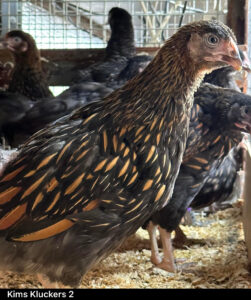 A young Golden Laced Wyandotte pullet stands among its flock inside a coop with wood shavings on the floor.