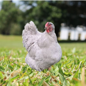 A Lavender Wyandotte chicken standing on a grassy field