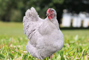 Article: How many eggs do wyandottes lay. A Lavender Wyandotte chicken standing on a grassy field