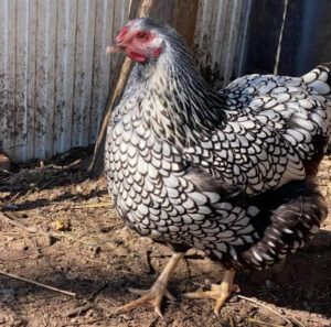 A SLW hen stands alert in a farmyard, its intricate feather pattern glistening in the sunlight