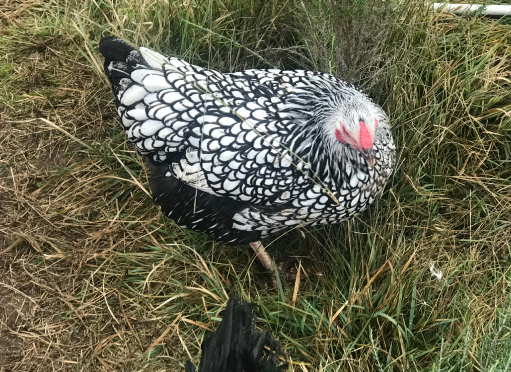 A Silver Laced Wyandotte hen foraging in a grassy field, displaying its unique black and white feather pattern.