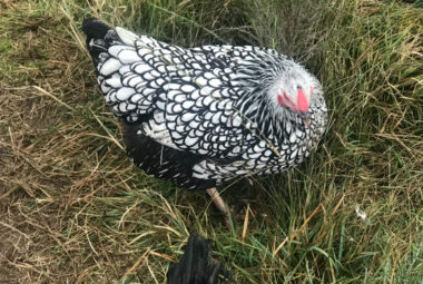 A Silver Laced Wyandotte -abbreviattion SLW -hen foraging in a grassy field, displaying its unique black and white feather pattern.