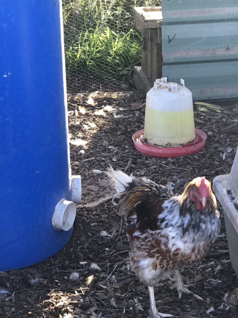 A molting blue laced red wyandotte chicken near a waterer and feeder in a coop with natural foliage in the background.