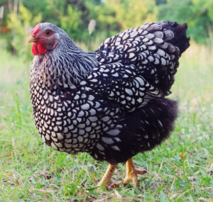 A Silver Laced Wyandotte poses in a lush green field, its plumage displaying a striking black and white pattern.