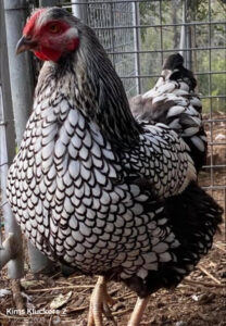 A poised SLW standing in a coop, with a distinctive pattern of black-edged white feathers and a bright red comb