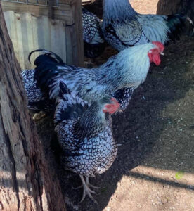 SLW hen in foreground with rooster behind, in a sunlit coop with striking feather detail.