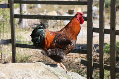 A Wyandotte rooster perched on a rock, displaying its glossy gold and black plumage in bright sunlight.