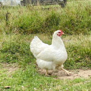 A white Wyandotte hen striding across a grassy field with wild grass in the background.