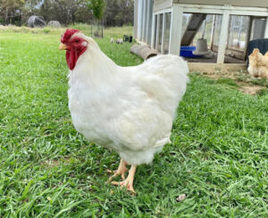 A white Wyandotte rooster standing proudly on a lush green lawn.