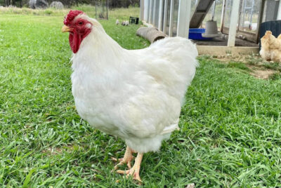 A white Wyandotte rooster standing proudly on a lush green lawn.