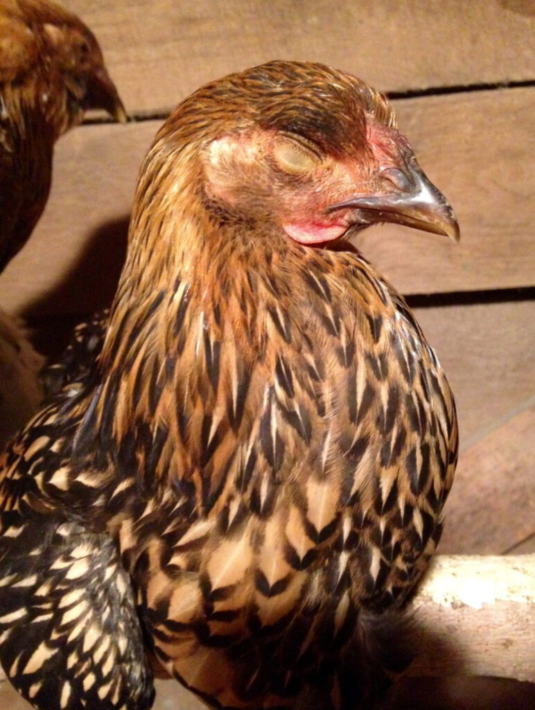 A young Wyandotte chicken with golden-brown feathers appears to be dozing in the sunlight.