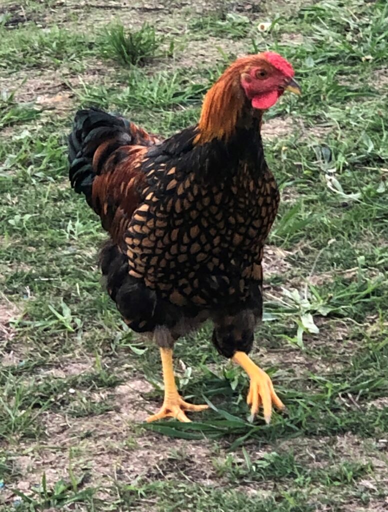 A Gold Laced Wyandotte rooster strides across a lawn, showcasing its rich golden and black plumage.