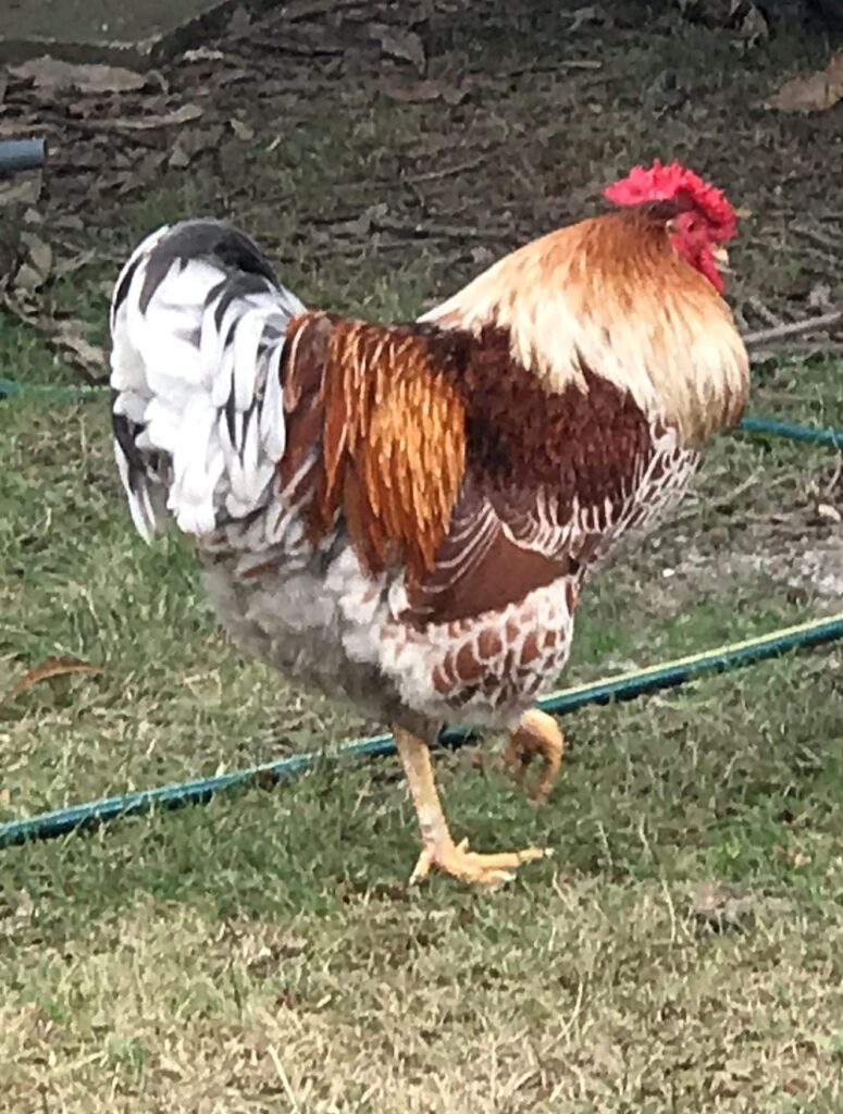 a rooster with a prominent red comb and wattle, with a beautiful and distinctive pattern on its feathers. The bird is a Wyandotte, characterized by its blue laced red coloration. This breed is known for its blueish feathers edged in a reddish color, giving the 'laced' appearance. The Wyandotte is a popular breed for backyard flocks due to their hardiness and the fact that they are dual-purpose birds, suitable for both egg production and meat.