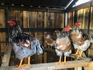 Wyandotte chickens perched inside a spacious wooden coop