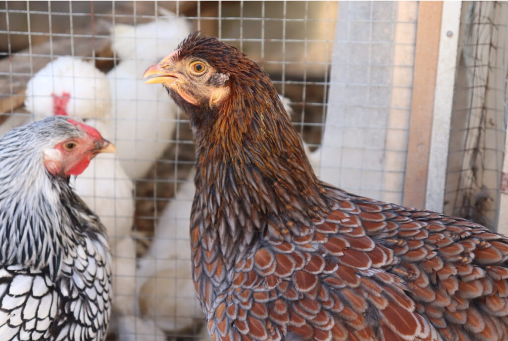 Two young Wyandotte chickens with distinctive feather patterns, one with barred plumage and the other brown, stand near a coop.